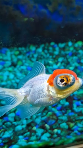 my fish ♡♡♡♡ venus and neptune #pets #goldfish