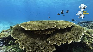 939K views · 4.4K reactions | Corals have different shapes that make them resemble plants on the earth, and coral reefs are often named as the rainforests of the sea. Despite being immobile and stationed to the same spot, a coral "group" is actually a colony of myriad polyps. #GoHainan #GoChina For more: https://news.cgtn.com/news/2021-01-01/Is-coral-a-plant-or-animal--WH2cOUHZXq/index.html | CGTN | Facebook