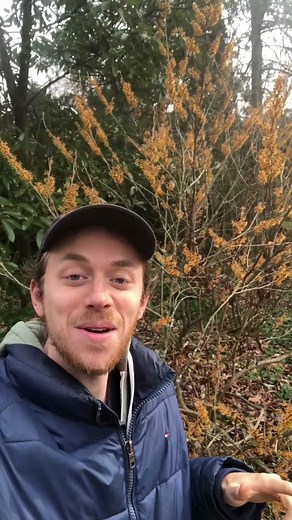 Blooming Witch Hazels: A Winter Delight in Your Landscape!