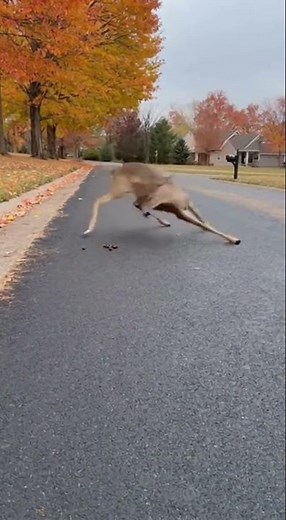 🦌 #DeerFail on the Road! 😂 Nature’s Funniest Moment | #Wildlife #FunnyAnimals #Shorts
