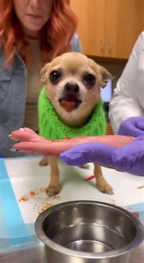 Chihuahua Scared Reaction at Vet 😂🐶 | Tiny Dog Drama #funnydog #foryou