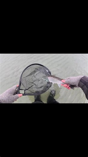 In einer Woche an die 40 Mefos… #meerforelle #fishing #seatrout #angeln