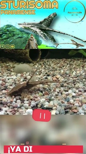 #20 Panamanian Sturisoma | PEZ REY | NOW AVAILABLE #aquariumhobby