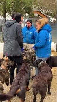 TEIL 3 - Eine rührende Rettung von Aska durch mutige Nachbarn. #savethedogsbih #rescueddogs