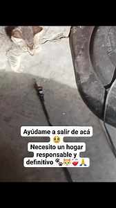 15K views · 919 reactions | Caso externo Soy TOM  UN Gatito bb...