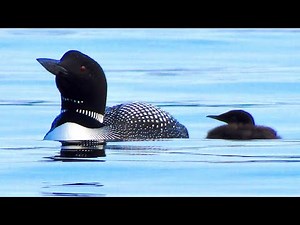 Loon Call: The Hoot