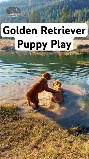 She Dunked Him | Willow & Renner