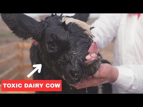 How Chernobyl Turned Milk Deadly