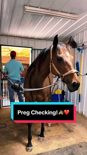 Katie Van Slyke Preg Checking Horses 🐴❤️