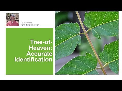 Tree of Heaven: Identification and Characteristics