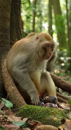 1.7K views · 13 reactions | The Circle of Life: Rare Monkey Birth Footage  #monkey #wildlife #animalbirth #naturelovers #newborn | Monkey Jungle | Facebook