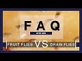 Fruit Flies or Drain Flies?