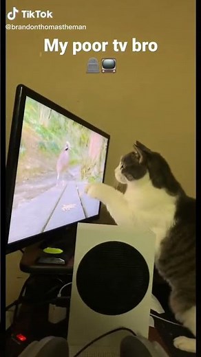 Cat destroying a TV…￼
