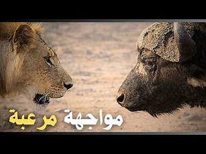 🔥 وثائقي الحياة البرية | صراعات البقاء في قلب إفريقيا