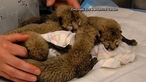859K views · 5.2K shares | Hi there, baby cheetahs! Welcome to the world! | Today Show | Facebook