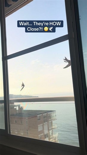 POV: The Swifts Are Back… and They’re Inches From My Window! 😳🕊️🇪🇸