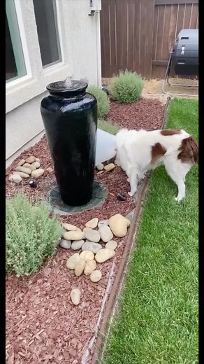 🤣what are you doing??? #pet #cute #lovely #fyp #fypシ #foryou #foryoupage #funny #dog #funnydog