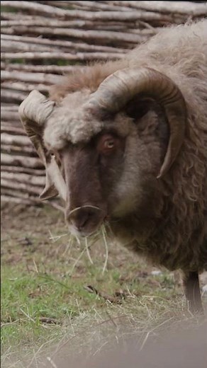 See how VIKINGS LIVED in this beautiful Norwegian Valley. #Norway #LonelyPlanet