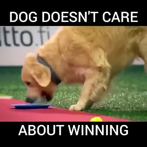 374K views · 2.6K reactions | Everyone, please meet my future dog. | Best Videos In The World | Facebook