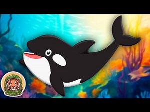 Meet The Orca! | Animal Songs For KIds | KLT WILD - Videos For Kids