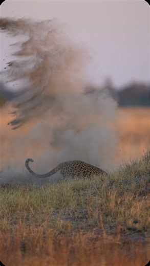 3.5K views · 96 reactions | An amazing interaction between predators....