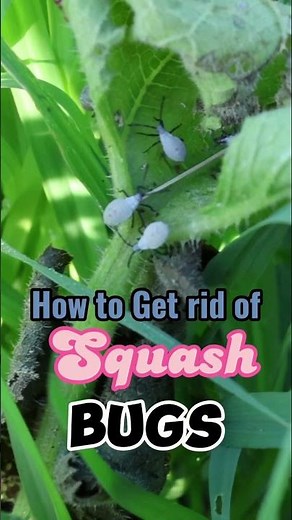 How To Get Rid Of Squash Bugs