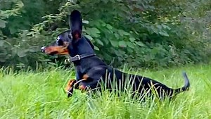 77K views · 10K reactions | Happy Dachshunds running in the forest. | Loulou & Friends | Facebook