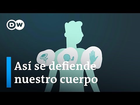¿Cómo funciona el sistema inmunológico?