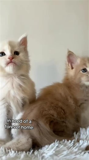 Hi everyone I Just wanted to let you know we currently have some adorable Maine Coon kittens available for adoption! They're healthy, playful,up to date with vet checks and ready to find their forever homes. If you or someone you know has been looking for a sweet, fluffy companion, now's the perfect time! Let me know if you'd like more details, photos, or to schedule a visit. These little ones won't be available for long! Gift yourself a maine coon kitten or a loved one the most adorable cat bre