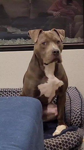 Hilarious Pitbull Videos Compilation