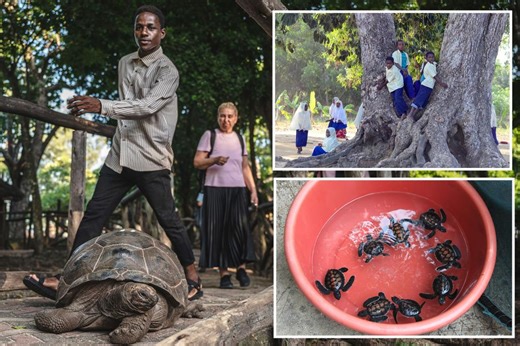 8 children, 1 adult die from illness after eating sea turtle meat on remote African island