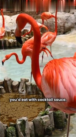 Why Are Flamingos Pink? Uncovering the Shrimp Connection!