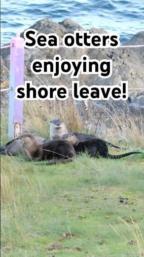 A Curious Sea Otter Lags Behind the Group 🦦 🌊🐾 #short