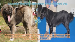 Caucasian vs. Romanian Raven Shepherd Dogs: A Comparative Guide