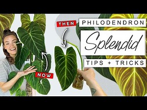 How I Grew My Philodendron Splendid HUGE In Just 9 Months 🌿 Philodendron Splendid Tips + Tricks