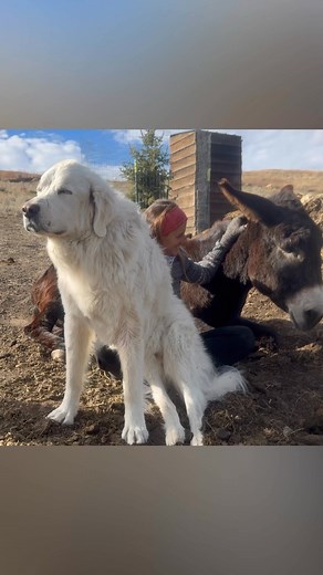 76K views · 4.4K reactions | Samson came to sit on my lap while I was visiting with Aunt Maggie. Hard to find besties better than these two. I treasure their friendship 懶￼ | Mariann Eckendorf | Facebook