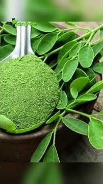 Moringa Leaves: An Affordable Superfood with Amazing Benefits!
