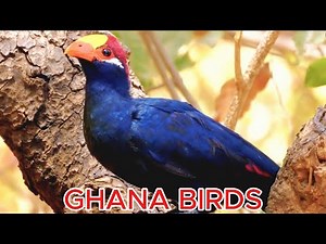 Birds Of GHANA | TOP 10 Unique Birds Of Ghana Ep.131025