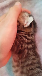 153K views · 8.4K reactions | Bettie Bee is still doing great, 2 weeks today and eyes are open | Bettie Bee | Facebook