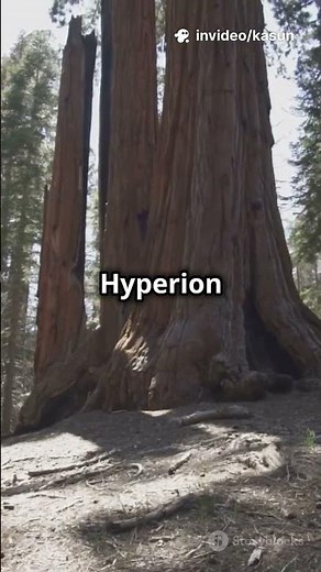 Top 3 Tallest Trees in the World 🌲 #naturespecial