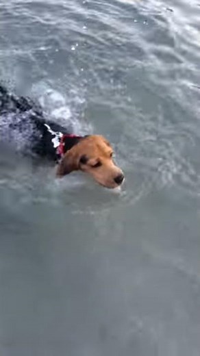Snoopy's first swim!