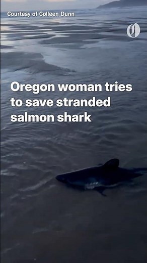 Oregon woman carries gasping shark back to sea