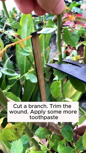 Highly successful rose extraction #backyardgardening #gardeninglife #vegetablegardening #vegetablegarden #gardeningtips #gardeninglove #organicgardening #gardensofinstagram #gardenideas #urbangardening #gardeningistherapy #gardeninggoals #homegardening #gardeninspiration #lovegardening #gardeningisfun #countrygarden #gardeningmakemehappy #veggiegarden #happygardening | Gardening love