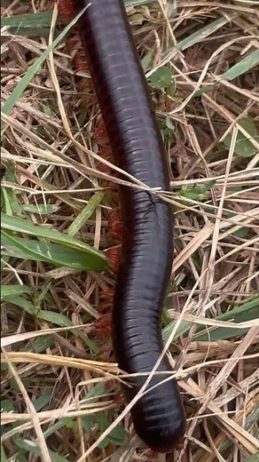 Venomous Centipede part 3