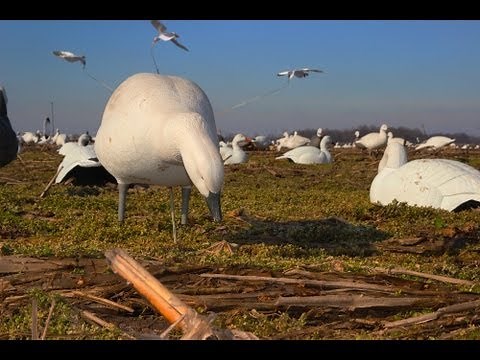 Snow Goose Hunting: Decoys and Blind Concealment