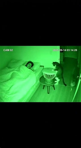 Cat plays drums at night and wakes the sleeper #funny