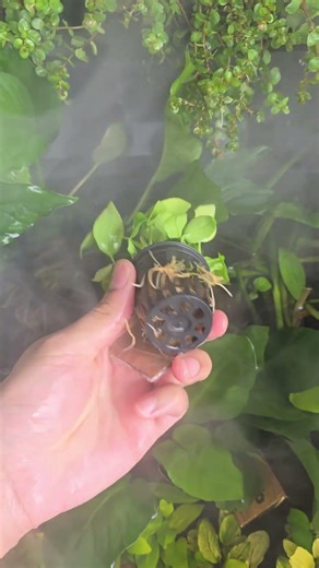 INSANE plant drop! 🌿 Java Fern, Anubias, Bolbitis & more just landed! 🔥 #Aquascaping #FishTok 💧