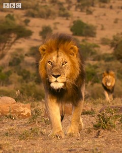 30M views · 370K reactions | Spotted hyenas can live in clans of up to 130. They have greeting ceremonies to rally together before dangerous activities like attacking an enemy predator. In Serengeti II, we return to an unspoilt corner of Africa’s Serengeti for more animal drama. Find out where to watch in your region  https://www.bbcearth.com/shows/serengeti | BBC Earth | Facebook