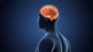 Human Torso Head Rotating With Visible Brain Stock Motion Graphics SBV-315674524 - Storyblocks