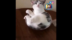 331K views · 5.5K reactions | Gatti che parlano IN GENOVESE (parte 23) Parte 22 qui: ⬇⬇⬇ https://www.facebook.com/360340573985042/posts/3872524659433265/ | Guido Gargioni - Video | Facebook